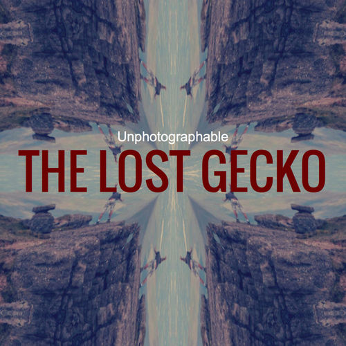The Lost Gecko